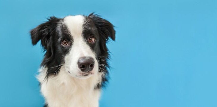 『頭がいい犬種』5選　高い学習能力を持つ犬の特徴や賢く育てるトレーニング方法まで(ブログ)