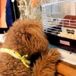 犬が溺愛していた『ハムスター』が亡くなってしまい…『切なすぎる光景』に涙が出ると110万再生「泣いてしまった」「ちらちら見るの悲しい…」(ブログ)
