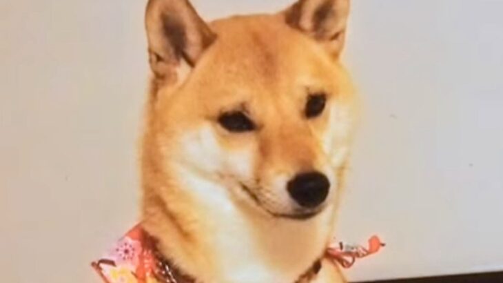 『100円で売れ残っていた犬』との物語に涙　他のワンコをお迎えする予定が…偶然の『巡りあわせ』と『12年後の現在』が話題「泣けてきた」(ブログ)