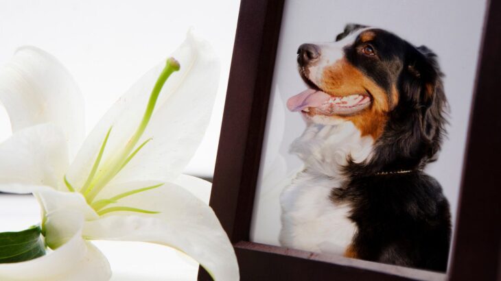 愛犬との『お別れ』飼い主が後悔しないためにすべきこと5つ　死期が迫っているときにみせる行動まで(ブログ)