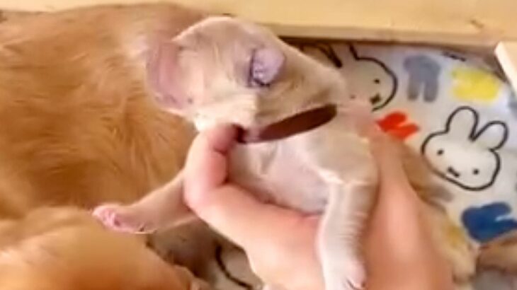 大型犬を飼うため資格まで取った女性→一緒に暮らし始めた結果…理想とは違う生活と『1年後の光景』が84万再生「尊敬」「涙出てきた」と称賛(ブログ)