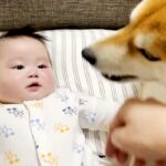 仕事の休憩中『赤ちゃん』と遊んでいたら、犬が…まさかの『いじめられていると勘違い』した光景が36万再生「幸せな空間」「顔がほころんだ」(ブログ)