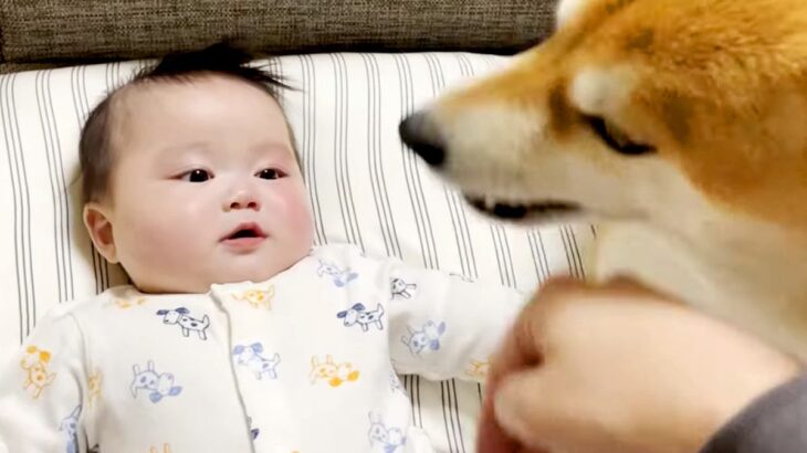 仕事の休憩中『赤ちゃん』と遊んでいたら、犬が…まさかの『いじめられていると勘違い』した光景が36万再生「幸せな空間」「顔がほころんだ」(ブログ)