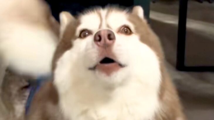 『お留守番さみしい』と大型犬が訴えてきたので、職場まで連れてきた結果…理不尽な光景が27万再生「どうしろと？ｗ」「わがままで可愛い」(ブログ)