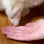 『おて』が苦手な犬→やってもらおうと声を掛けたら…スロー再生かと思うほどの『動き』が44万再生「めちゃ焦らすｗｗ」「可愛すぎてしんどい」(ブログ)