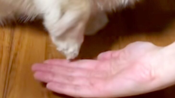 『おて』が苦手な犬→やってもらおうと声を掛けたら…スロー再生かと思うほどの『動き』が44万再生「めちゃ焦らすｗｗ」「可愛すぎてしんどい」(ブログ)