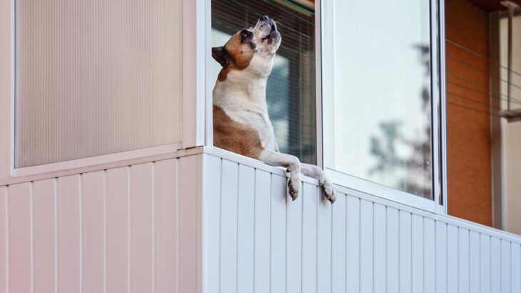 犬が『サイレンの音』を聞いて遠吠えするのはなぜ？考えられる理由や普段からできる対策まで(ブログ)