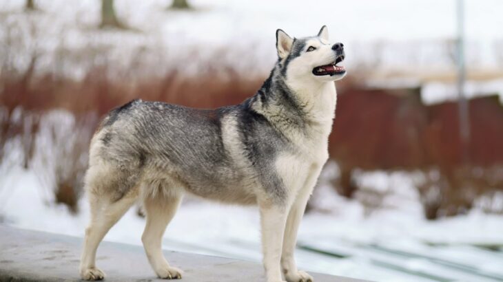 『かっこいい犬種』５選　どんな性格なの？スタイリッシュなわんこの特徴まで解説(ブログ)