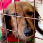 譲渡会で『悲しげな顔』で震える保護犬→勇気を振り絞って近寄ってきてくれて…お迎えして数日後の『現在』に感動「本当よかった」「幸せに」(ブログ)