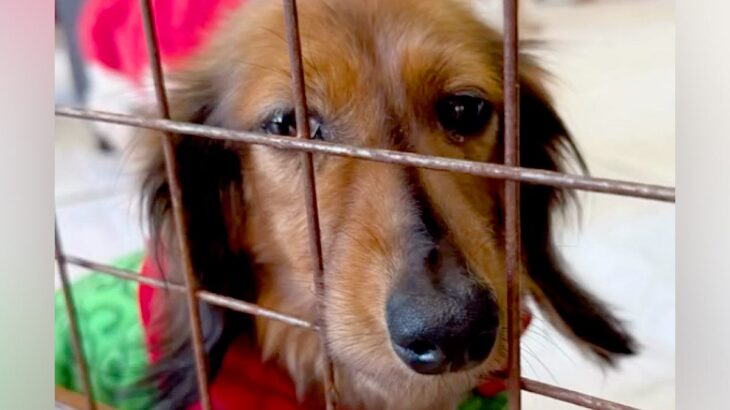 譲渡会で『悲しげな顔』で震える保護犬→勇気を振り絞って近寄ってきてくれて…お迎えして数日後の『現在』に感動「本当よかった」「幸せに」(ブログ)