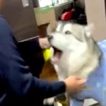 久しぶりに仕事から帰ってきたパパ→寂しがっていた大型犬が…想像以上に『文句を言っている光景』に反響「反応面白すぎるｗｗｗ」「可愛い」(ブログ)