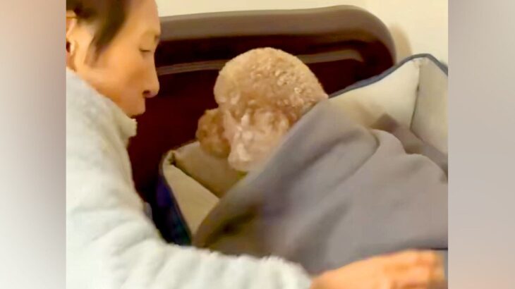 どうしてもおばあちゃんの近くで寝たい犬→『あんたは別の所で寝るの！』と移動させられ…愛おしい結末が73万再生「不満な顔ｗ」「可愛すぎる」(ブログ)