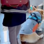 小学生の娘が学校に行くことを察した犬→ランドセルを背負うと…想像以上の『絶望っぷり』が39万再生「後ろ姿が愛らしい」「寂しいね」と反響(ブログ)