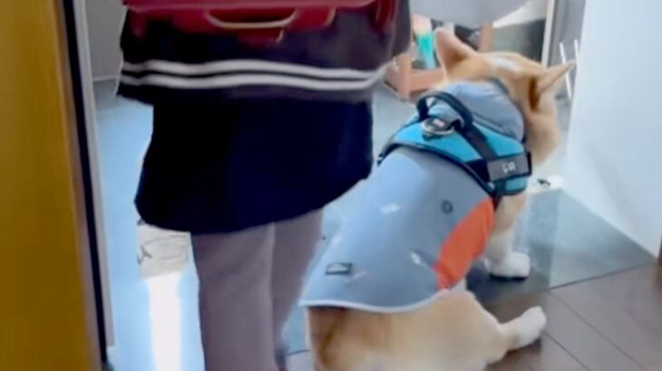 小学生の娘が学校に行くことを察した犬→ランドセルを背負うと…想像以上の『絶望っぷり』が39万再生「後ろ姿が愛らしい」「寂しいね」と反響(ブログ)
