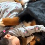 娘が悪さをしたので叱った結果→超大型犬が隣にやってきて…包容力がありすぎる『慰め方』が話題「めっちゃ理想」「わたしもいいですか？」の声も(ブログ)