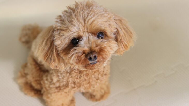 避けるべき『犬用品』4選　愛犬を危険にさらしてしまうモノとは？選ぶ際のポイントまで(ブログ)