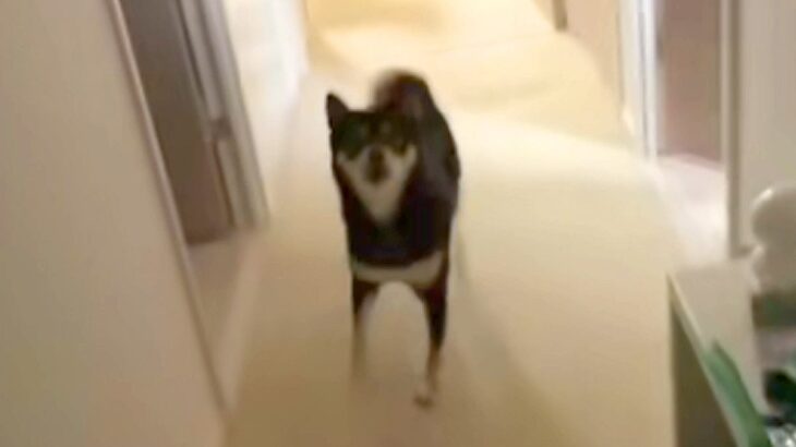 『他の犬に浮気』をして家に帰った結果→お出迎えしてくれた愛犬が…『猛抗議』をする光景に反響「ちゃんと謝罪した方がｗ」「やっちゃったね」(ブログ)