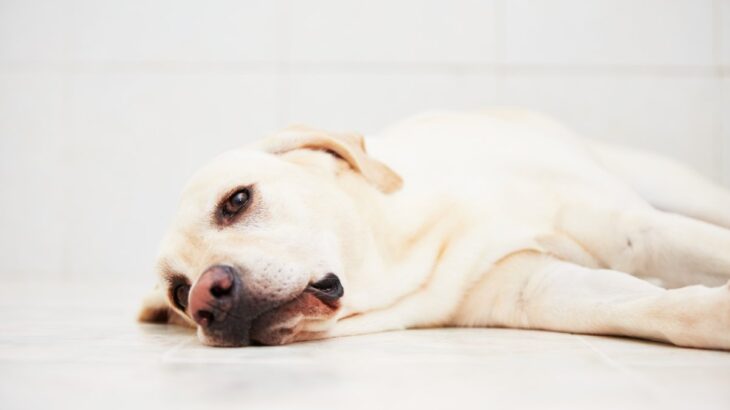 犬が『体調不良』のときにみせるサイン６選　注意すべき症状や判断する方法まで(ブログ)