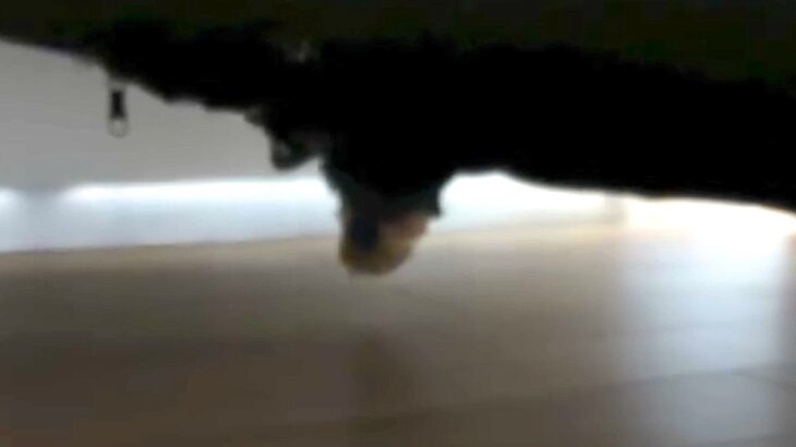 家の中で『犬が行方不明』に…探し回り、ようやく見つけた結果→予想の遥か上を行く『衝撃の光景』が77万再生「ホラーすぎｗ」「顔浮いてて草」(ブログ)