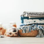 犬が『洗濯物』を好きな理由3選　衣類に乗ってほしくない場合の対策までご紹介(ブログ)