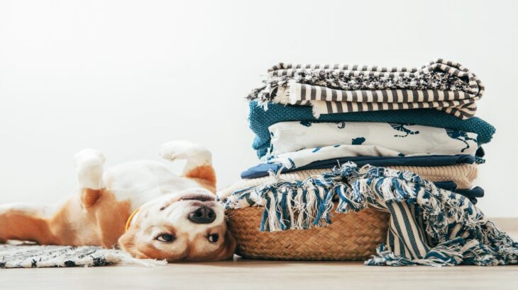 犬が『洗濯物』を好きな理由3選　衣類に乗ってほしくない場合の対策までご紹介(ブログ)