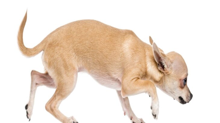 犬が『低い姿勢で歩く』4つの理由　普段と違う場合は要注意…危険な症状まで(ブログ)