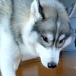 猫と一緒に育った大型犬→ご飯を食べ終わると…ネコから影響を受け過ぎている『まさかの行動』に反響「可愛すぎる」「真似してるのでは」(ブログ)