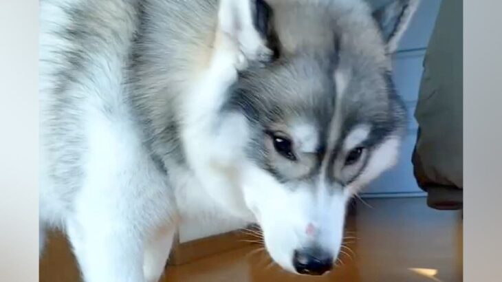 猫と一緒に育った大型犬→ご飯を食べ終わると…ネコから影響を受け過ぎている『まさかの行動』に反響「可愛すぎる」「真似してるのでは」(ブログ)