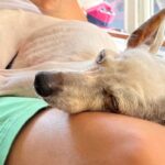 妻が飼っていた犬に『細すぎて気持ち悪い』と言った夫→共に暮らし始めると…嘘のような『まさかの光景』が27万再生「素敵な関係」「ほっこり」(ブログ)