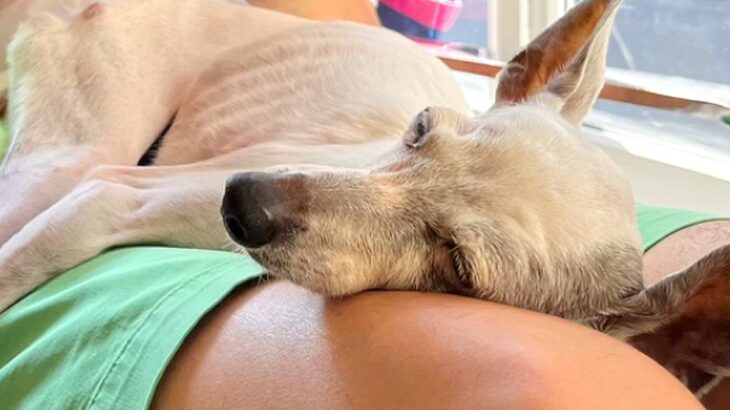 妻が飼っていた犬に『細すぎて気持ち悪い』と言った夫→共に暮らし始めると…嘘のような『まさかの光景』が27万再生「素敵な関係」「ほっこり」(ブログ)