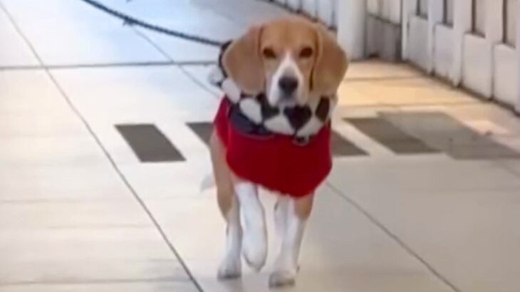 犬の散歩中、ママがサプライズで登場した結果→ゆっくり近づいて…確信した瞬間の『人間のようなリアクション』が話題「完全に人ｗ」「嬉しいね」(ブログ)