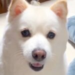 『これが…わたし…？』スマホのインカメラで犬を映した結果→戸惑いを隠せない反応が211万再生「えっ？て言ってるｗ」「人間だと思ってた？」(ブログ)