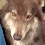 カッコいい顔をしたウルフドッグ→『クールな性格かな』と思いきや…ギャップがありすぎる『まさかの光景』が44万再生「たまらん」「撫でたい」(ブログ)