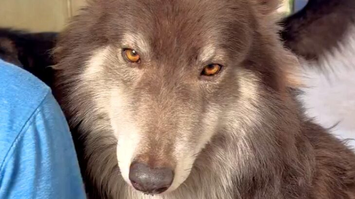カッコいい顔をしたウルフドッグ→『クールな性格かな』と思いきや…ギャップがありすぎる『まさかの光景』が44万再生「たまらん」「撫でたい」(ブログ)