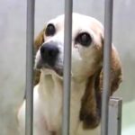 多頭飼育崩壊で『家を失った高齢犬』を保護→『家族になりたい』と里親が現れ…幸せを掴んだ現在に思わず感動「本当よかった」「涙が止まらない」(ブログ)