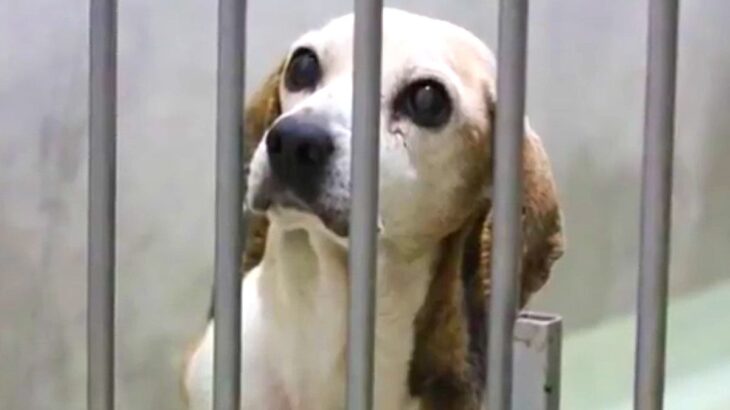 多頭飼育崩壊で『家を失った高齢犬』を保護→『家族になりたい』と里親が現れ…幸せを掴んだ現在に思わず感動「本当よかった」「涙が止まらない」(ブログ)