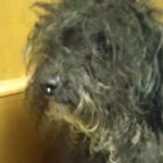 役目を終えたので『処分にする』と言われたボロボロの繁殖犬→保護後、愛情を注ぎ続けて…涙が止まらない光景が25万再生「素敵」「目輝いてる」(ブログ)