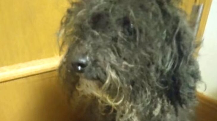 役目を終えたので『処分にする』と言われたボロボロの繁殖犬→保護後、愛情を注ぎ続けて…涙が止まらない光景が25万再生「素敵」「目輝いてる」(ブログ)