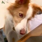 勉強中、犬が隣にやってきたので『犬の鳴き声』を流してみたら…絶対に集中できない『気が散る光景』が75万再生「首がｗｗ」「面白すぎ」と絶賛(ブログ)