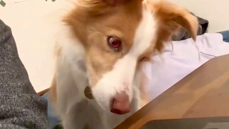 勉強中、犬が隣にやってきたので『犬の鳴き声』を流してみたら…絶対に集中できない『気が散る光景』が75万再生「首がｗｗ」「面白すぎ」と絶賛(ブログ)