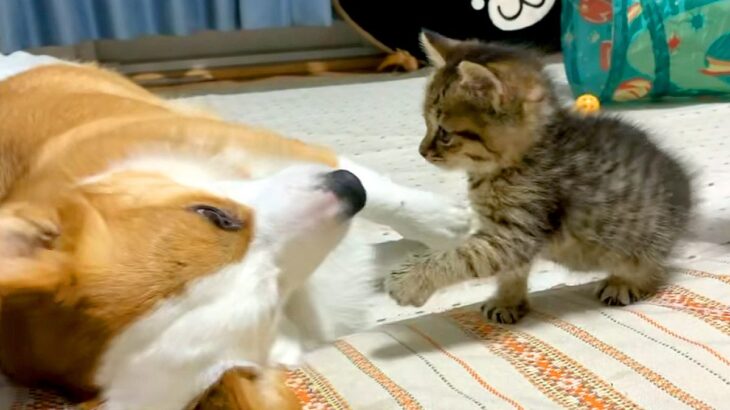 家にやってきた子猫→先輩犬のことを大好きになり…あまりにも尊い『やり取り』に5万再生の反響「絶妙な力加減」「優しいお兄ちゃんだなあ…」(ブログ)