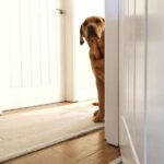 『犬を飼う資格がない人』６選　愛犬を不幸にする飼い主の共通点や知っておくべき心構えまで(ブログ)