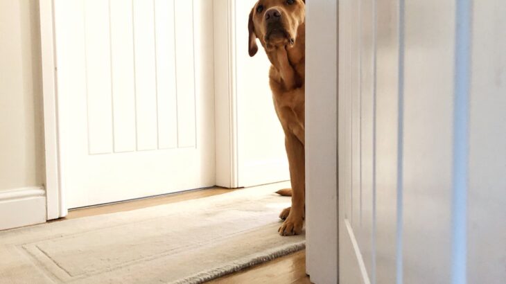 『犬を飼う資格がない人』６選　愛犬を不幸にする飼い主の共通点や知っておくべき心構えまで(ブログ)