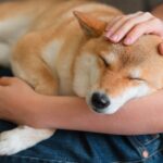 犬も人間と同じように『夢』を見るの？愛犬が寝ているときに注意すべき行動まで(ブログ)