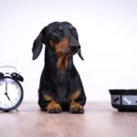 犬にご飯をあげるときの『適切な時間』とは？どれぐらい間隔があいても問題ないの？(ブログ)