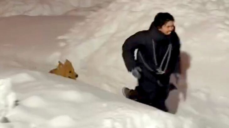 北海道の豪雪で交通網も麻痺している最中、男性と大型犬が…『全力で楽しんでいる光景』が素敵すぎると628万再生「良いコンビ」「兄弟みたい」(ブログ)