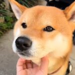 飼い主に撫でられるのが大好きな犬→『獣医師』に撫でられた結果…あからさまな『反応の違い』が12万再生「目つきが違うｗｗ」「こりゃ可愛い」(ブログ)
