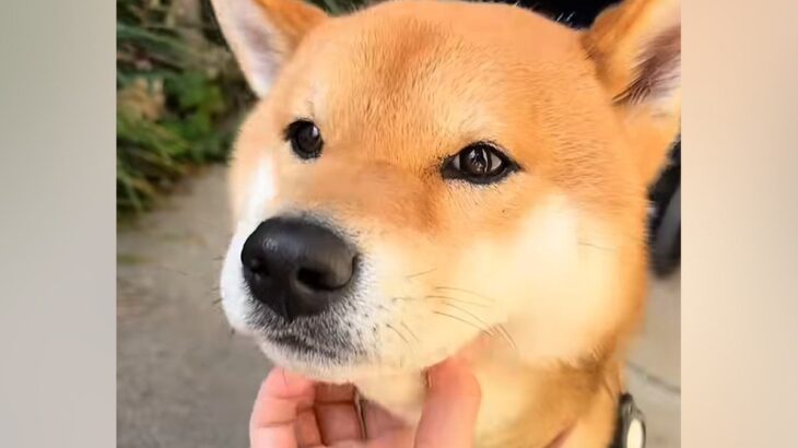 飼い主に撫でられるのが大好きな犬→『獣医師』に撫でられた結果…あからさまな『反応の違い』が12万再生「目つきが違うｗｗ」「こりゃ可愛い」(ブログ)