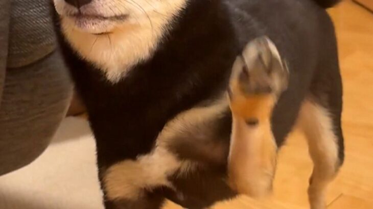 柴犬に『おて』と声を掛けた結果→ちょっとだけ考えて…まさかの『空振り』が可愛すぎると2万いいね「意味不明で草」「もうちょいｗｗ」と爆笑(ブログ)