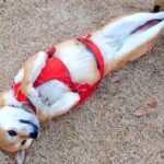 『繰り返します、ドッグランです』→ツッコミどころが多すぎる『犬の過ごし方』がXで話題「ビキニ着てるんかとｗｗ」「予想外な脚の長さ」と爆笑(ブログ)